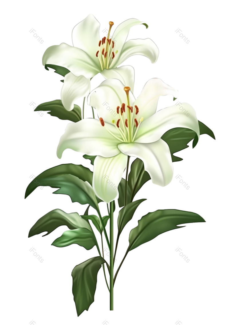 叶子图片,清新元素,户外PNG,百合花免抠素材